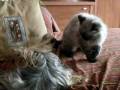 videos de benito