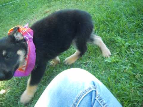 Emma at 7 weeks of age