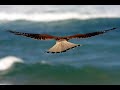 Katia Guerreiro - Perdig�o