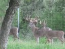 Trophy Buck BR-421