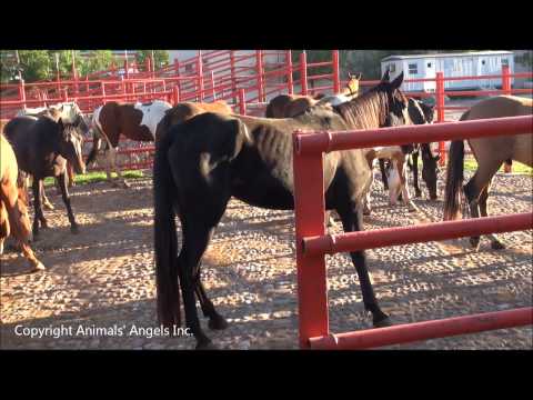 woman slaughte woman kill animal ring