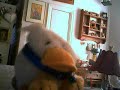 tastes like duck theater - comb over revolution