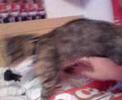 RE:The Mean Kitty Song