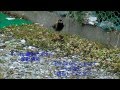 朝の野鳥（私は誰でしょう？） ～Birds in the morning～