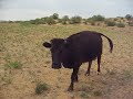 Cow poops itself when we run up to talk to it