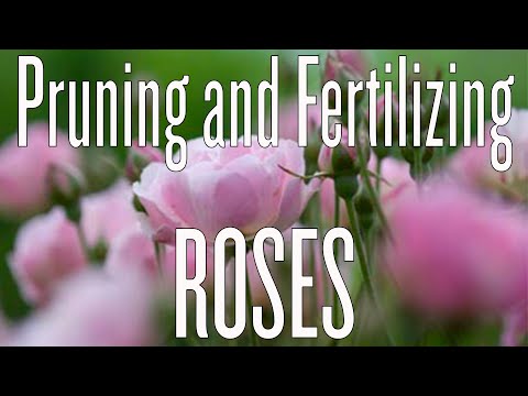 how to fertilize shrub roses