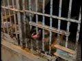 Abandoned dogs in a dog pound