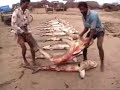 Campagne WWF pour les requins