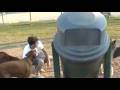 Namus Dog Park Antics