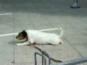 Dog scratches his balls