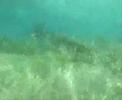 PUERTO MORELOS (RECHAZO   AL   P D D U)