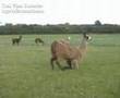 Clicker-training? ..see  the most responsive of all animals