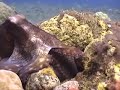 Curious Octopus - PNG