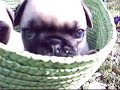 Mopswelpen im Fr�hling (Mops Pug puppy puppies)