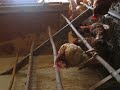 Chickens