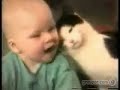 comedy cats
