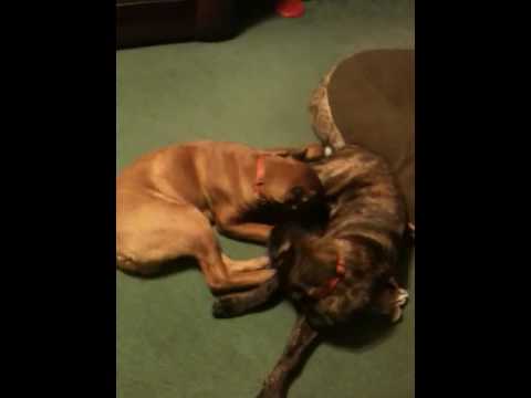 cane corso