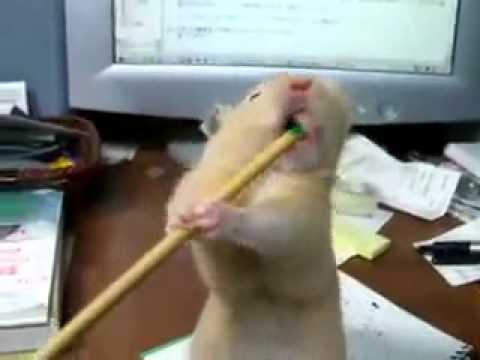 Видео 'Хомяк - обжора! :)'