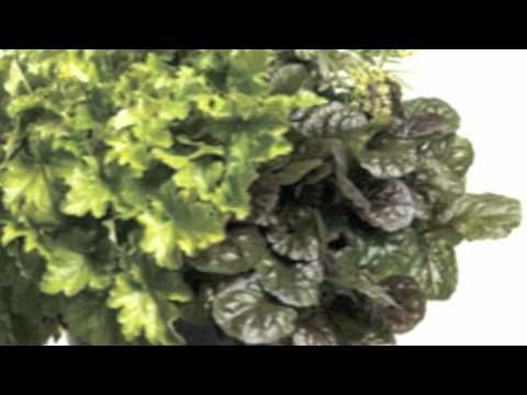 how to fertilize ajuga