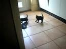 Kittens 3