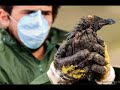 Video usado no seminário de DIP sobre proteçao ambiental