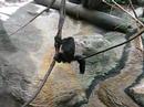 PGH Zoo - Monkey