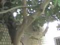 videos de LADRON DE PALTAS