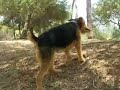 Airedale Hurl a Squirrel Airedale Hurl a Squirrel