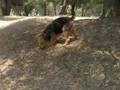 Airedale Hurl a Squirrel