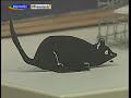 MARIE LYNE Productions - capture des nuisibles- F RINGENBACH