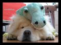 chowchow-koopreme chowchow-koopreme