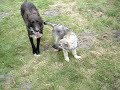 Saarlooswolfhund-Welpe Aliyah jagt Rio Saarlooswolfhund-Welpe Aliyah jagt Rio