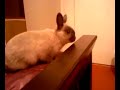 Netherland Dwarf Bunny