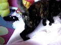 Katze beim Hardcore-Schnurren Katze beim Hardcore-Schnurren