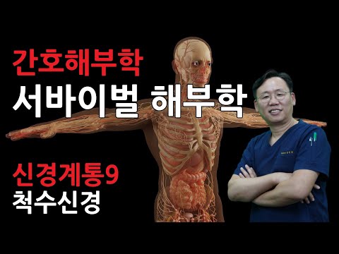 [서바이벌해부학] 간호해부학-신경계통9