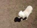 Marquette County Humane Society-Shorty