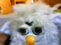 ??????furby?