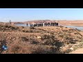 Celebration of International Day of Wetlands 2011: observation of migratory birds in the dams of Biskra (Algeria)