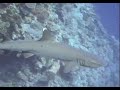 Diving with Sharks in Australia