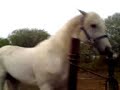 el apaloosa bruce !! el apaloosa bruce !!