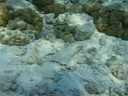 rugsim.com - Porcospino Maculato - Spot-Fin Porcupinefish