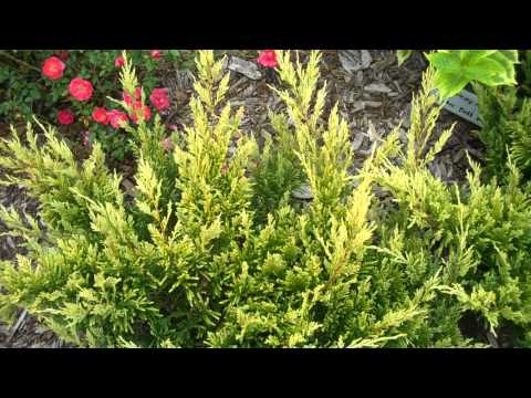how to fertilize juniper bushes