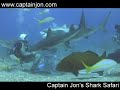Grouper vs Shark Grouper vs Shark