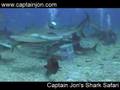 Grouper vs Shark