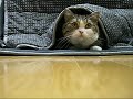 こたつに入った猫ちゃん。のサムネイル