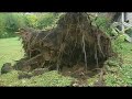 Old Tree Falls, Destroys Merriam House Old Tree Falls, Destroys Merriam House