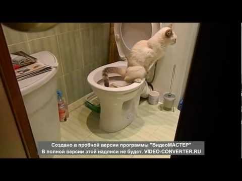 В туалет хожу с кровью что это В туалет хожу с кровью что это