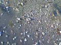 Finding Shark Teeth Finding Shark Teeth
