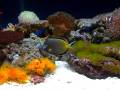 my reef tank