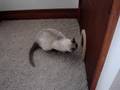 Playing with Titus